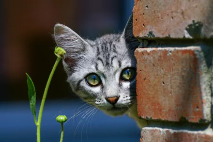HD PC desktop wallpaper: a cute gray tabby cat peeking from behind a brick wall, green buds in the foreground.