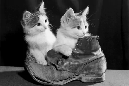 Two adorable cats nestled in a worn-out boot, captured in a charming black-and-white photograph. This cute cat image makes a delightful HD desktop wallpaper and background.