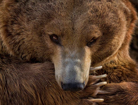 paw Animal bear HD Desktop Wallpaper | Background Image