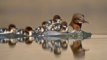 A duckling family with a mother duck swimming on calm water, their reflections visible, captured in 4K Ultra HD as a PC desktop wallpaper background.