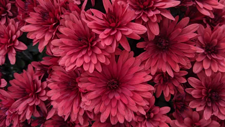 A vibrant cluster of deep red chrysanthemums in full bloom, showcasing natural beauty in high definition, designed as a PC desktop wallpaper and background.