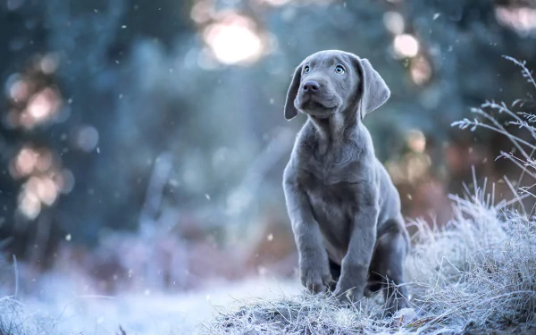 puppy baby animal dog Animal weimaraner HD Desktop Wallpaper | Background Image