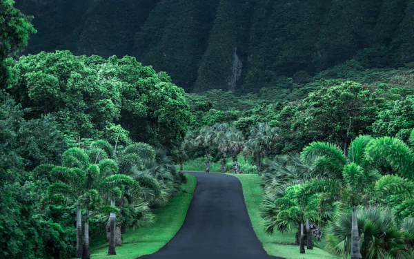  Empty Road in Hawaii by Cath Simard