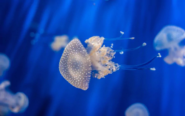 underwater sea life Animal jellyfish HD Desktop Wallpaper | Background Image