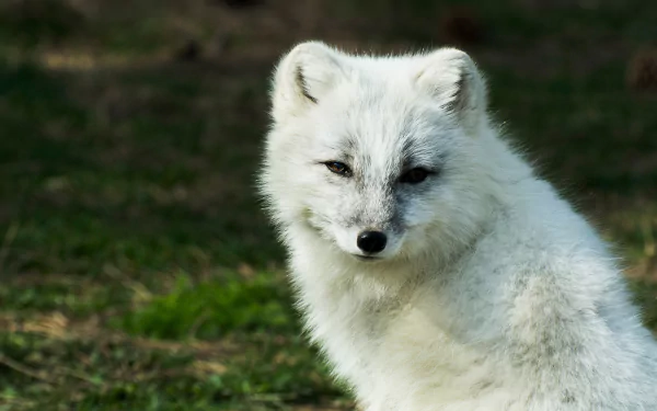 fox Animal arctic fox HD Desktop Wallpaper | Background Image