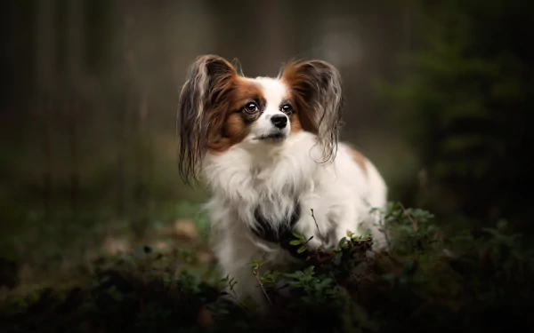 dog Papillon Animal HD Desktop Wallpaper | Background Image