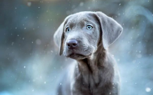 HD PC desktop wallpaper of a silver Weimaraner puppy — a baby animal dog with blue eyes against a soft, snowy blurred background