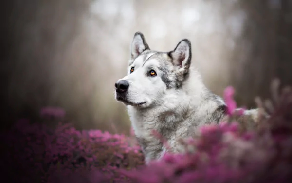 depth of field dog Animal alaskan malamute HD Desktop Wallpaper | Background Image