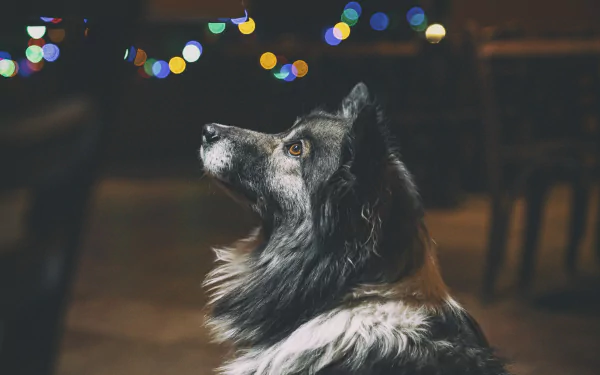 dog Animal Icelandic Sheepdog HD Desktop Wallpaper | Background Image