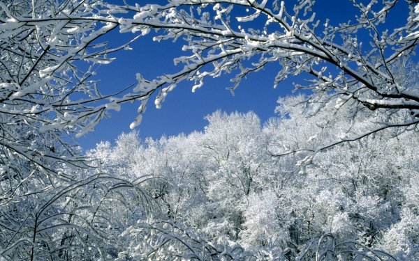 Earth Winter Tree Snow HD Wallpaper | Background Image