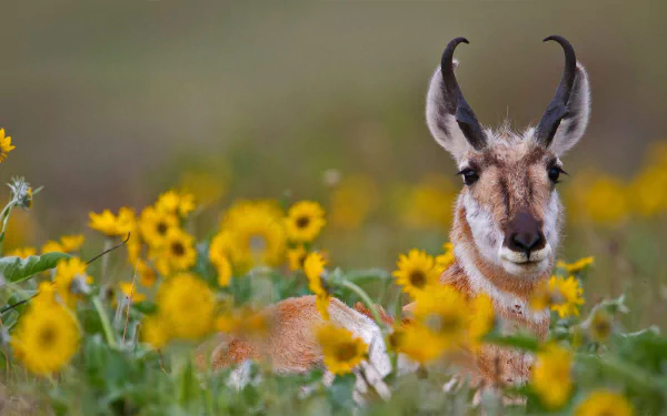 pronghorn flower Animal antelope HD Desktop Wallpaper | Background Image
