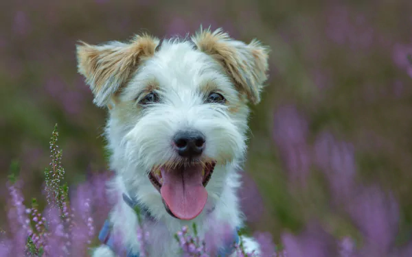 dog Animal jack russell terrier HD Desktop Wallpaper | Background Image
