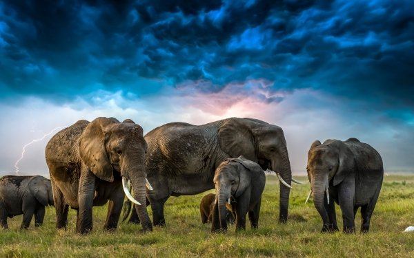 Animal African bush elephant Elephants Cloud Baby Animal HD Wallpaper | Background Image
