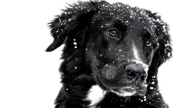  Snowflakes Falling on Cute Dog