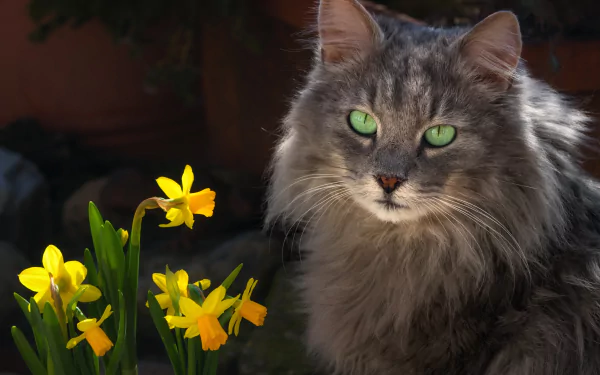 HD desktop wallpaper featuring a gray cat with striking green eyes beside bright yellow daffodils in natural light.