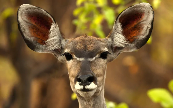  Female Kudu - Kafue, Zambia