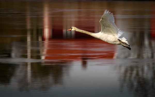 Animal Swan Birds Swans Bird HD Wallpaper | Background Image