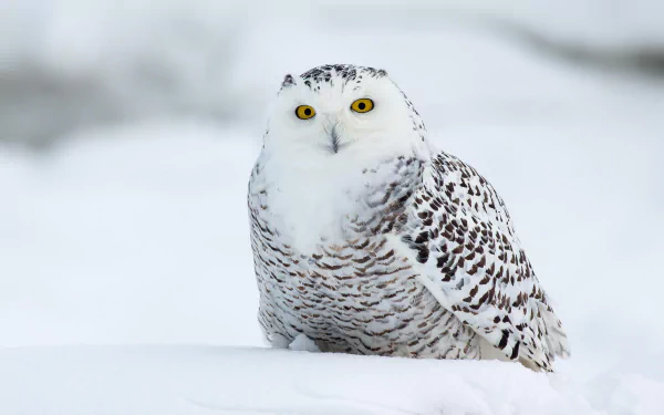 Close-up of a snowy owl with striking yellow eyes resting on a blanket of snow, captured in 4K Ultra HD as a nature-themed PC desktop wallpaper.