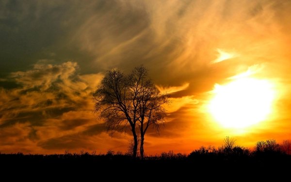 Nature Sunset Tree Sky Cloud HD Wallpaper | Background Image