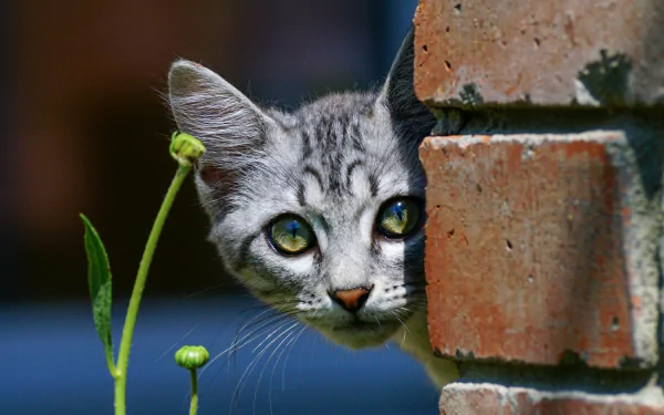 HD PC desktop wallpaper: a cute gray tabby cat peeking from behind a brick wall, green buds in the foreground.