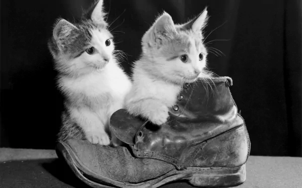Two adorable cats nestled in a worn-out boot, captured in a charming black-and-white photograph. This cute cat image makes a delightful HD desktop wallpaper and background.