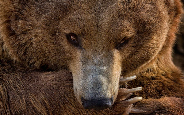 paw Animal bear HD Desktop Wallpaper | Background Image