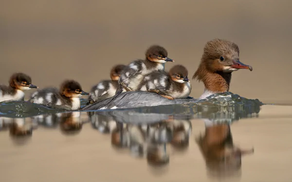 A duckling family with a mother duck swimming on calm water, their reflections visible, captured in 4K Ultra HD as a PC desktop wallpaper background.