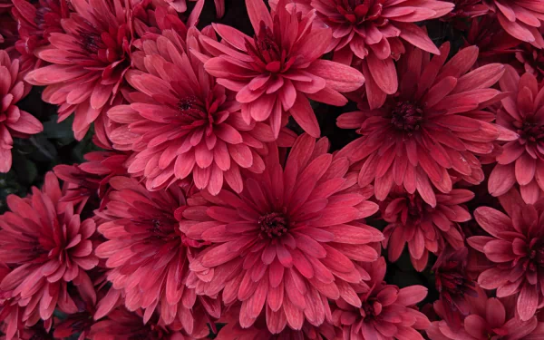 A vibrant cluster of deep red chrysanthemums in full bloom, showcasing natural beauty in high definition, designed as a PC desktop wallpaper and background.