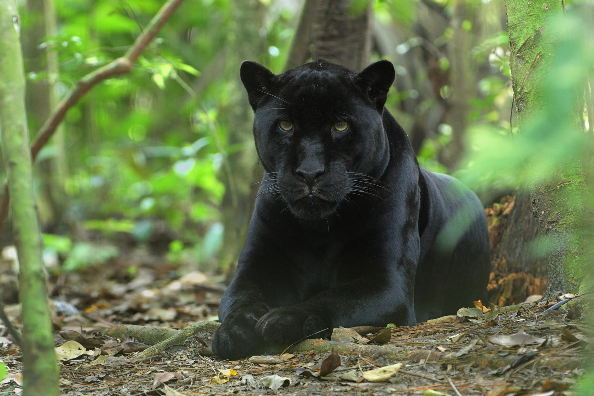 Black Panther HD Wallpaper | Background Image | 2000x1333