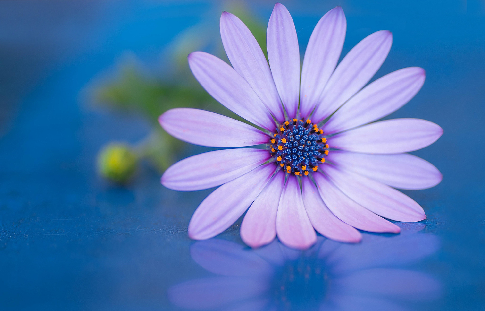 Download Close-up Purple Flower Daisy Nature Daisy HD Wallpaper