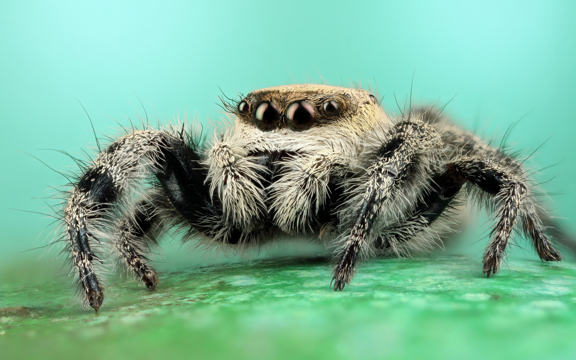 Spider HD Wallpaper