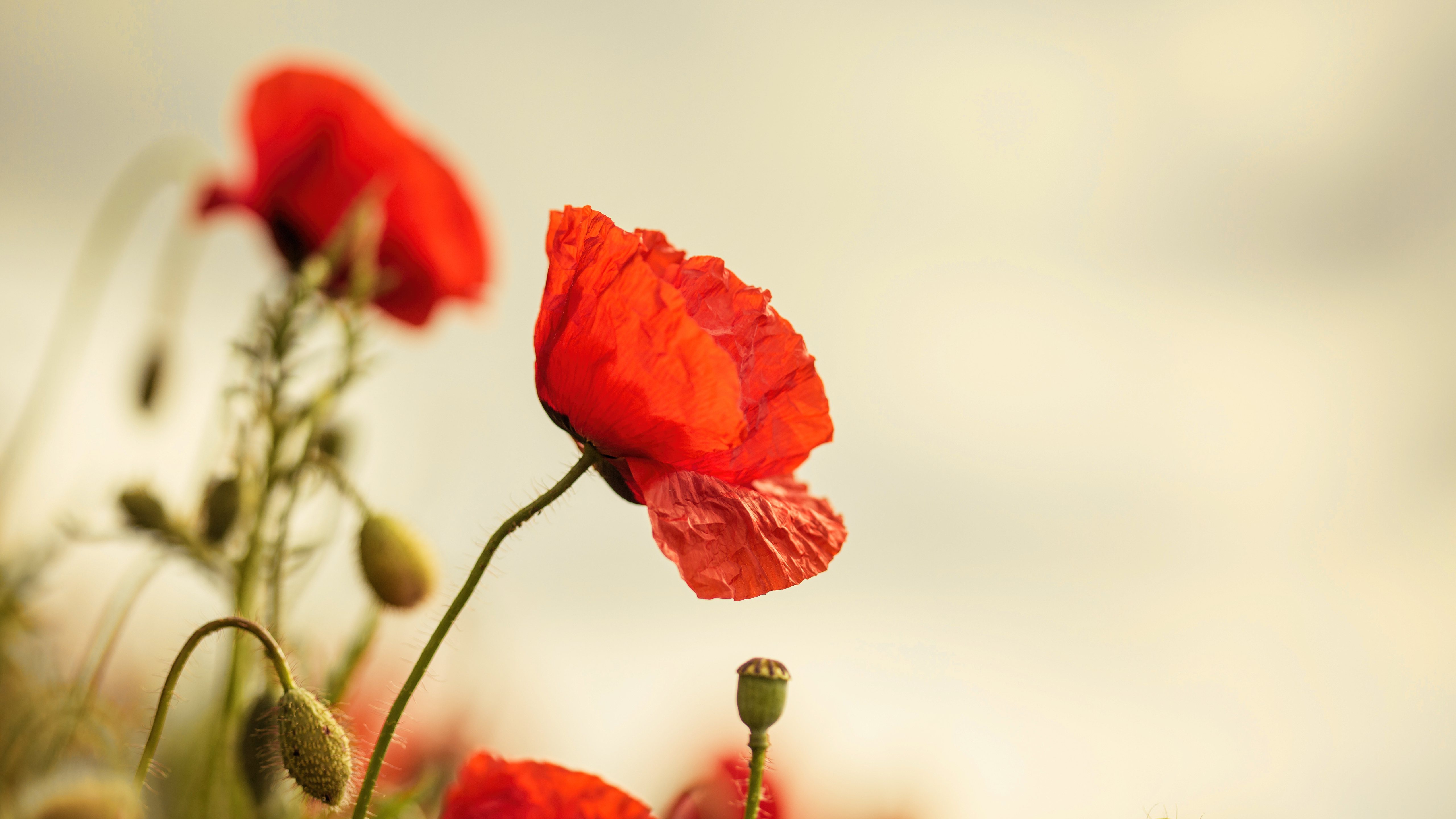 Download Nature Poppy 4k Ultra HD Wallpaper