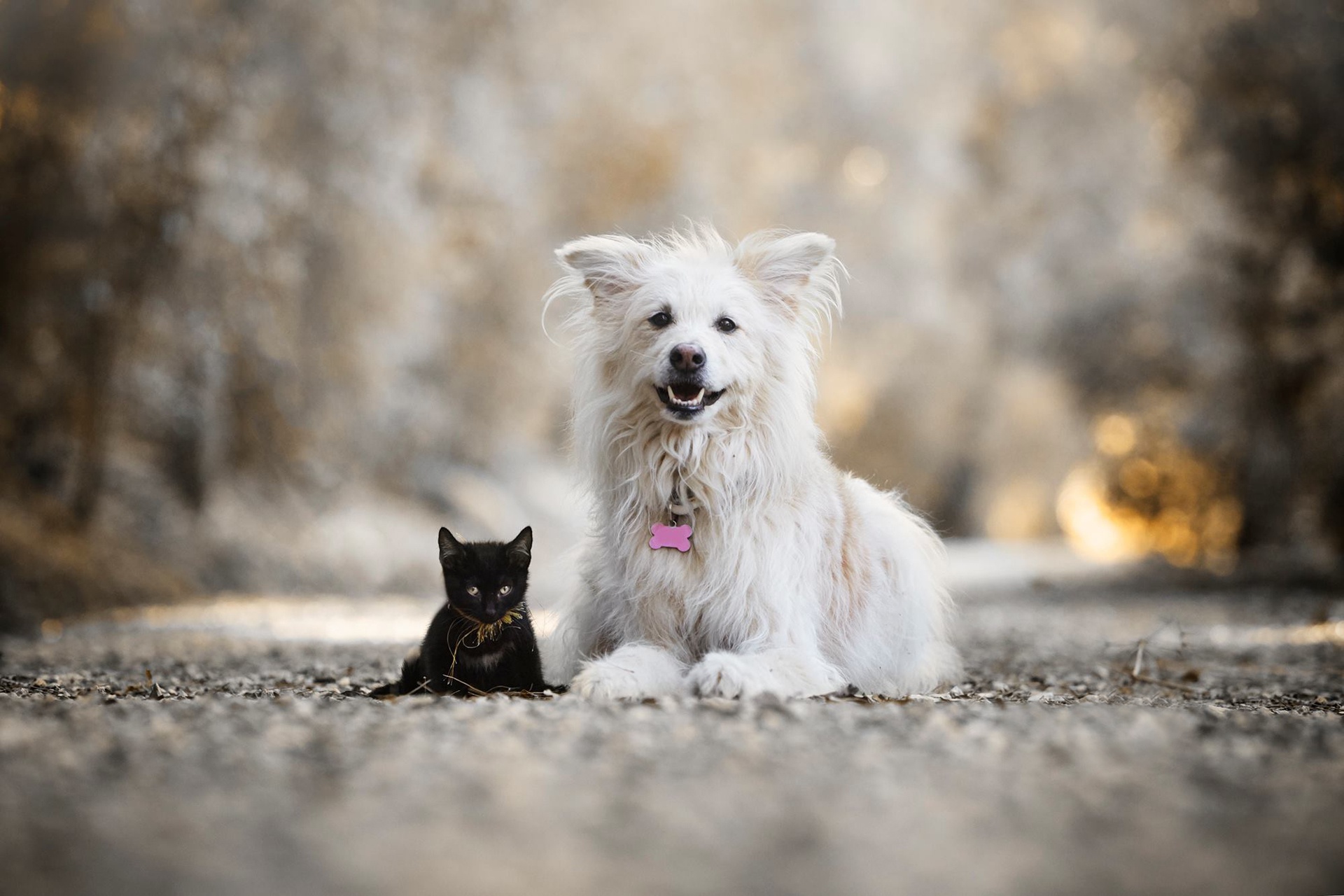 Animal Cat & Dog HD Wallpaper