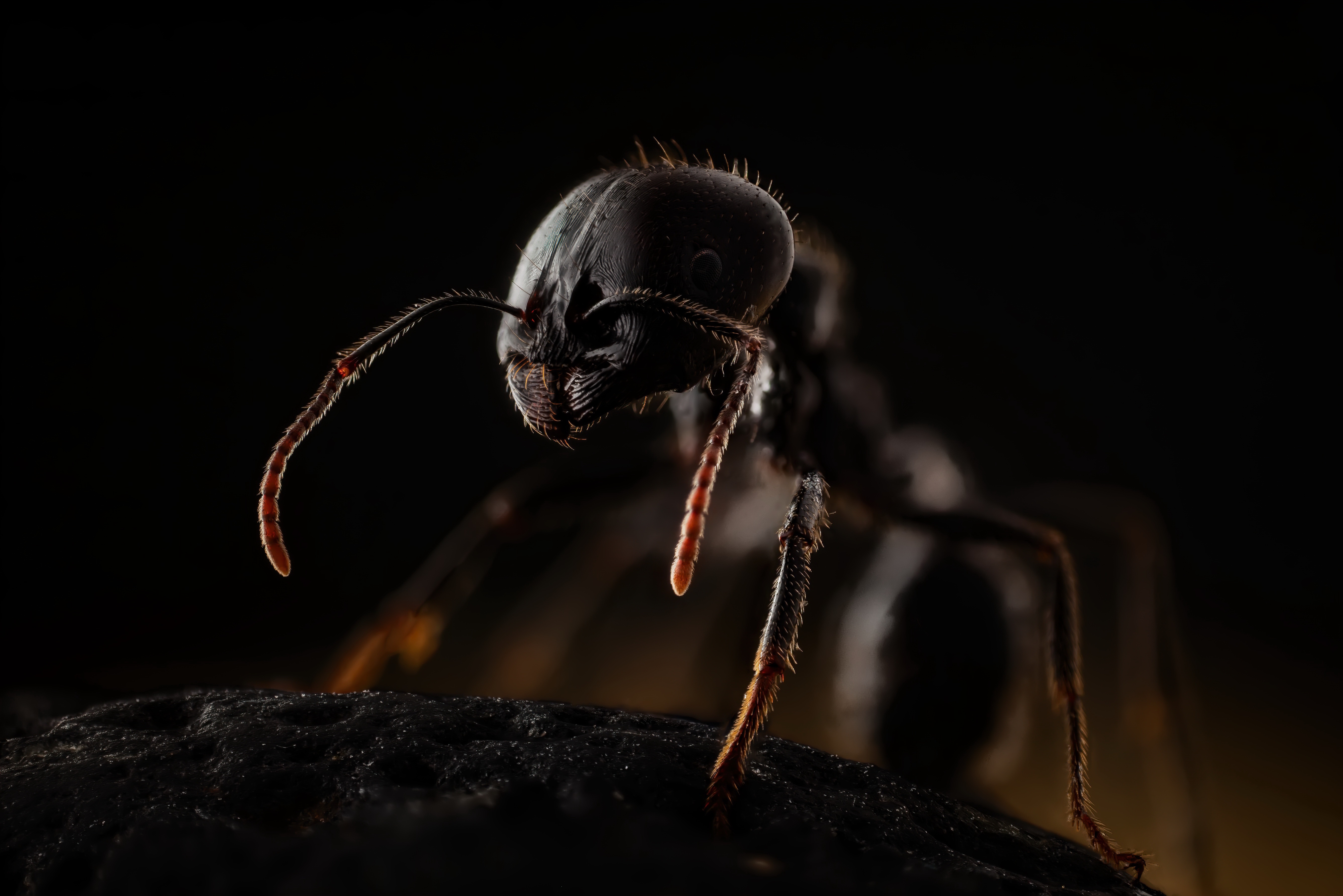 Download Macro Insect Animal Ant 4k Ultra HD Wallpaper