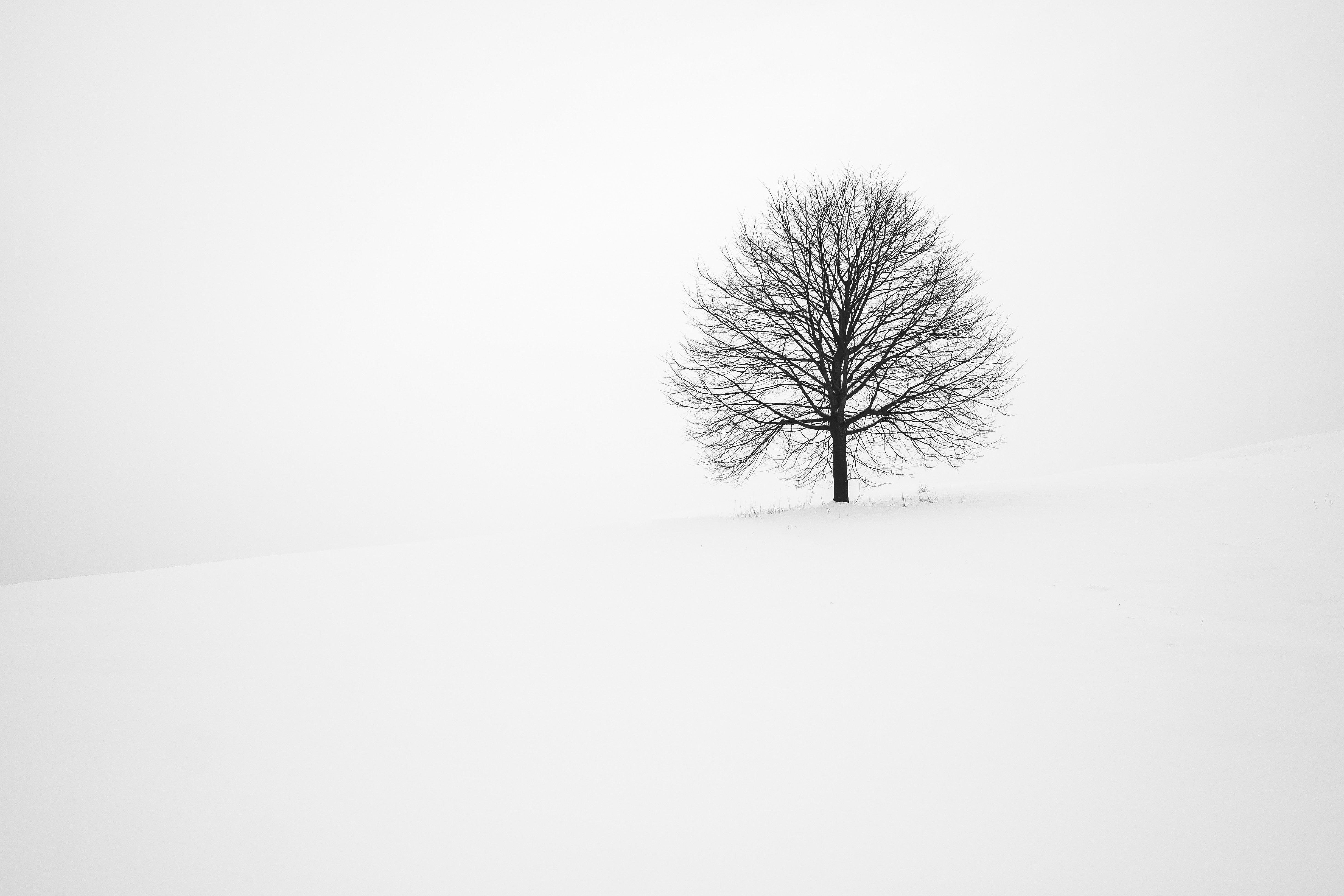 Download Snow Winter Nature Tree 4k Ultra HD Wallpaper