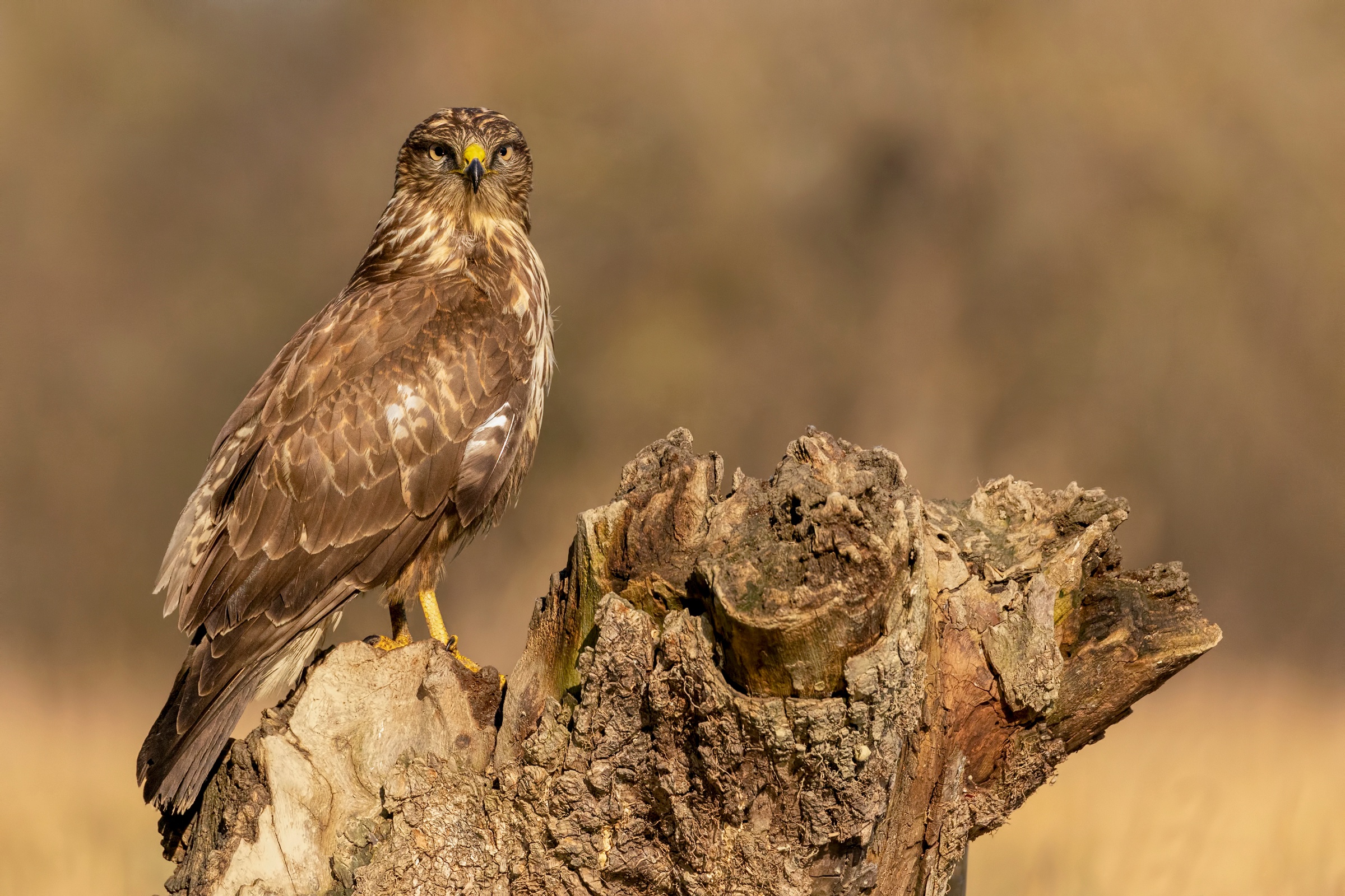Common Buzzard HD Wallpapers and Backgrounds