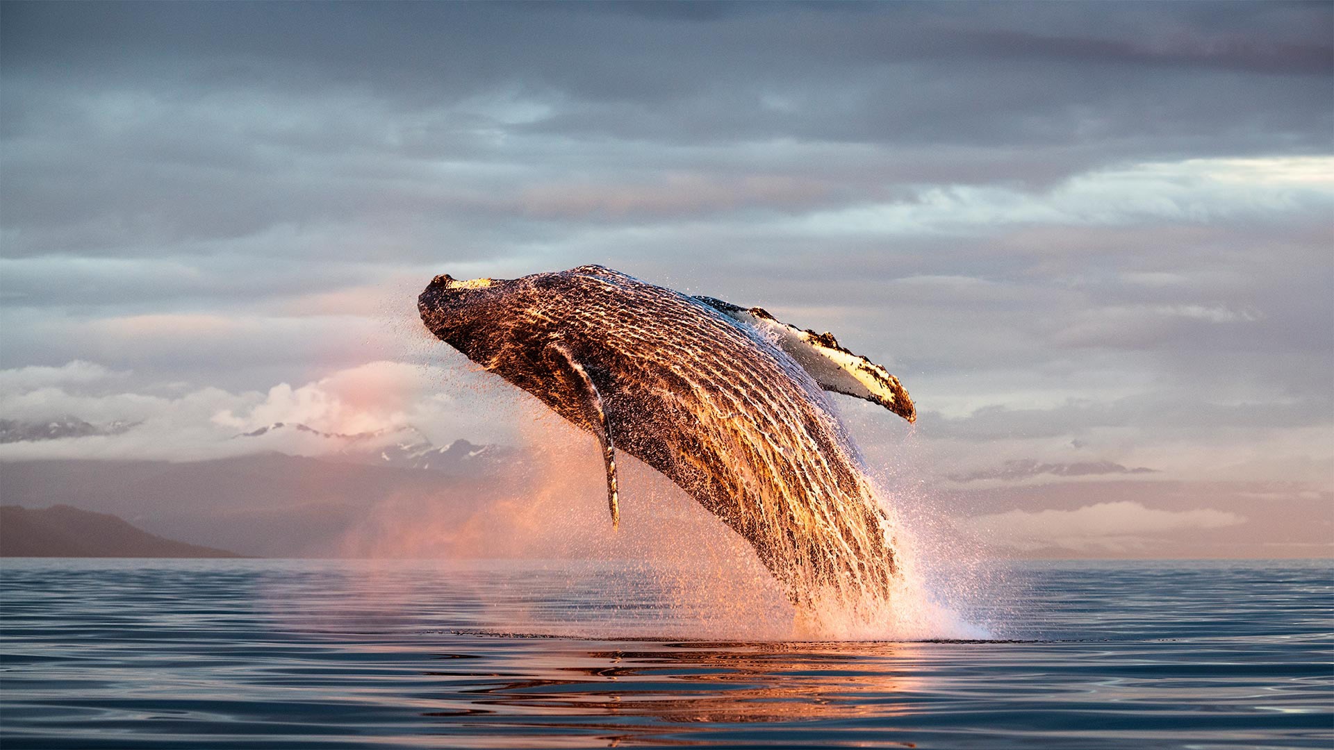 Animal Humpback Whale HD Wallpaper | Background Image