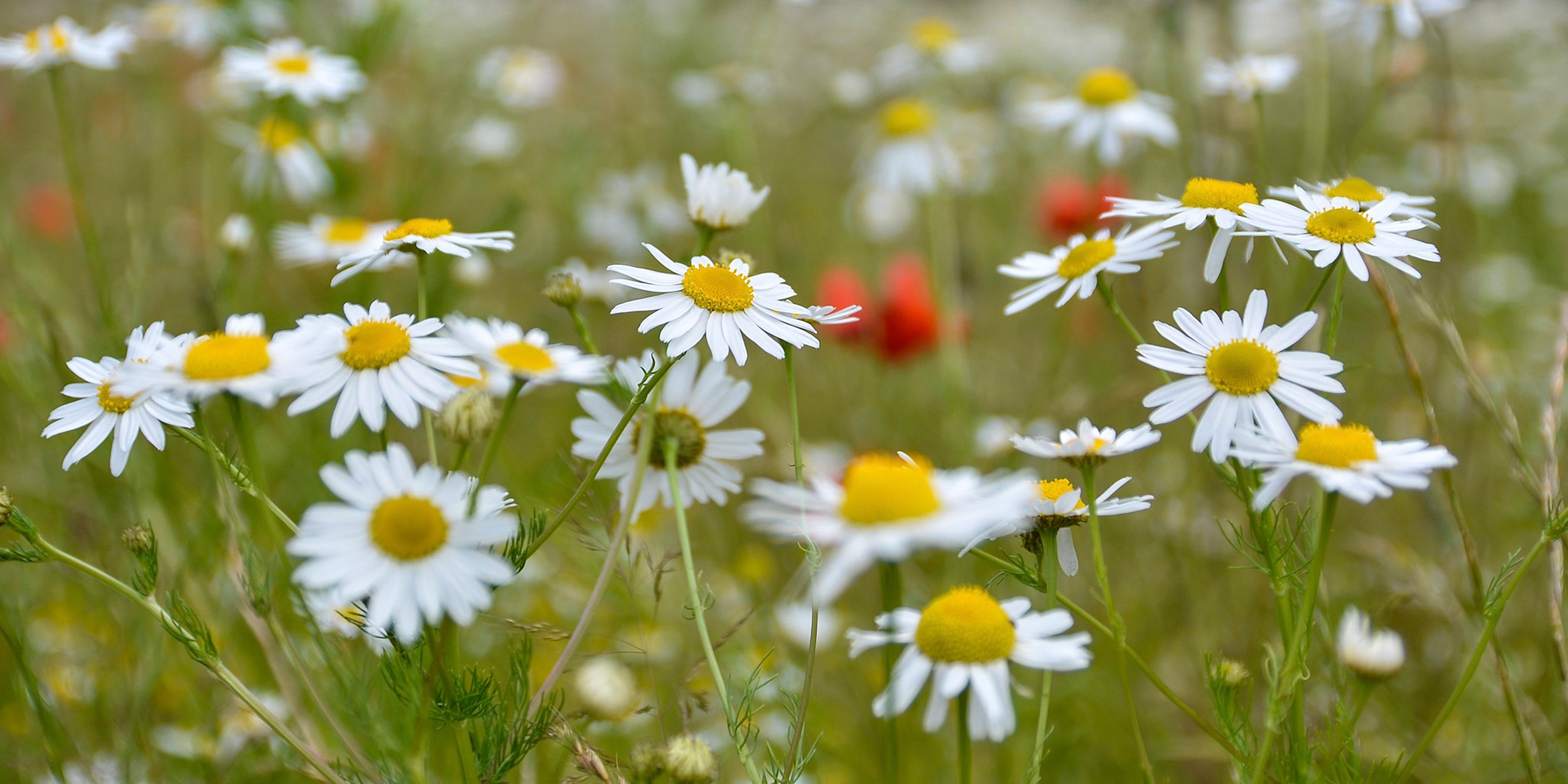 Earth Chamomile HD Wallpaper | Background Image