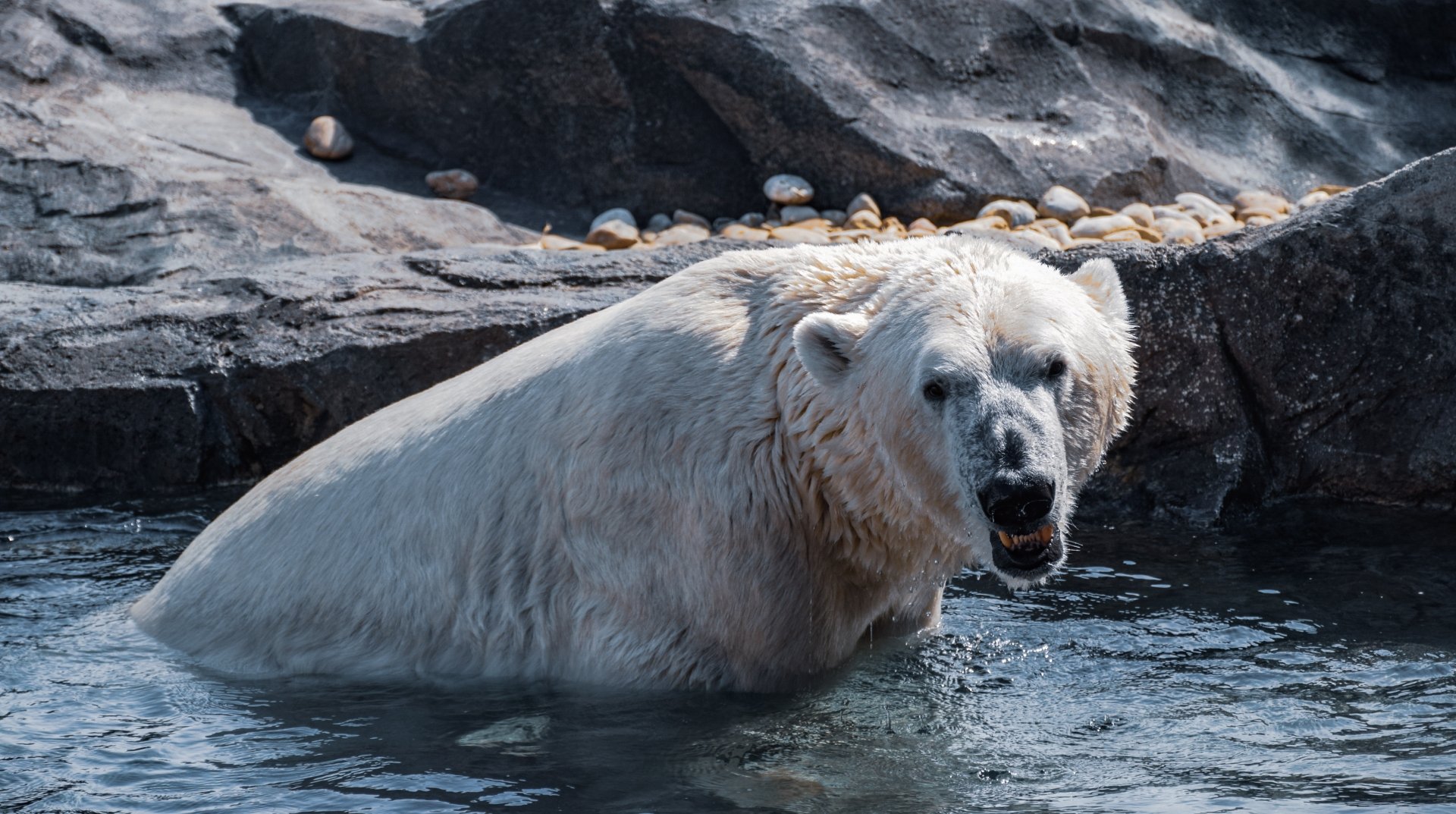 Download Animal Polar Bear 4k Ultra HD Wallpaper