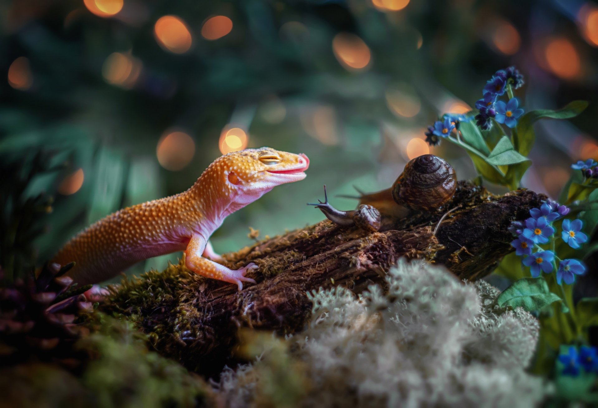 Common Leopard Gecko Hd Wallpaper Background Image 1920x1311 Id 1080956 Wallpaper Abyss