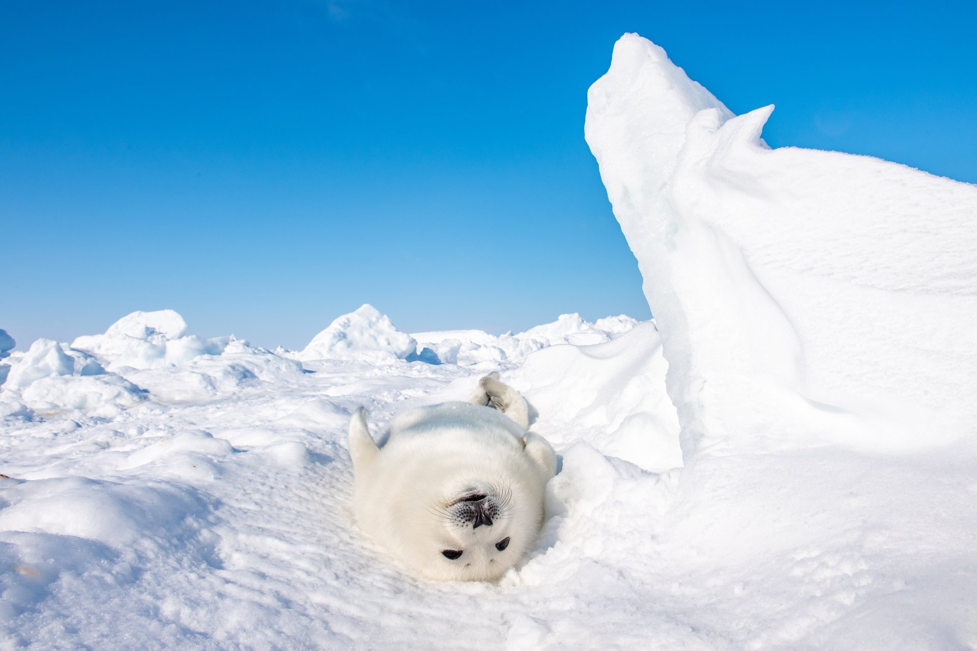 Download Snow Animal Seal 4k Ultra HD Wallpaper