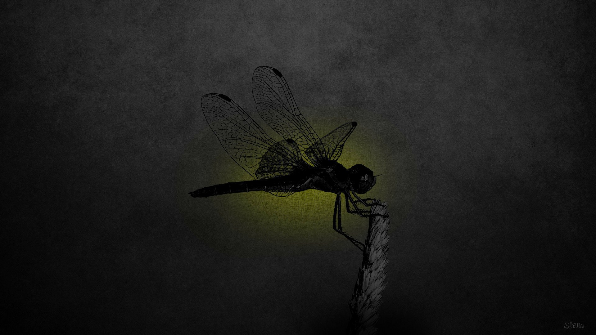 Download Animal Dragonfly HD Wallpaper by Stello