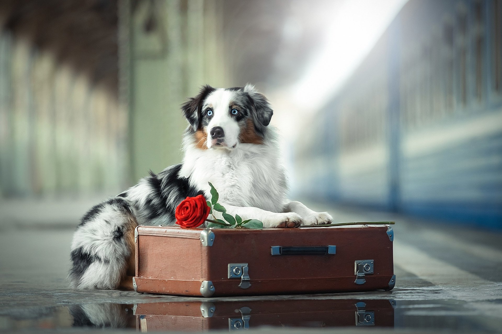 Download Suitcase Depth Of Field Dog Animal Australian Shepherd HD Wallpaper