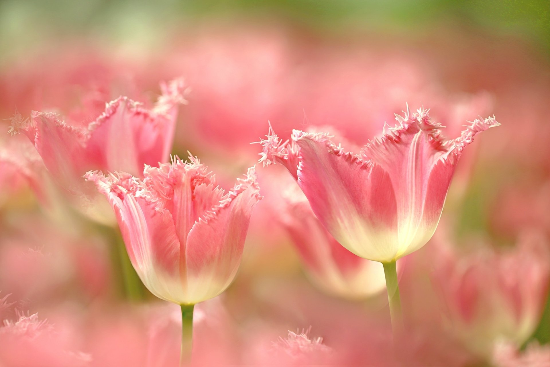 Download Flower Macro Nature Tulip HD Wallpaper | 2048x1365 | Wallpaper ...