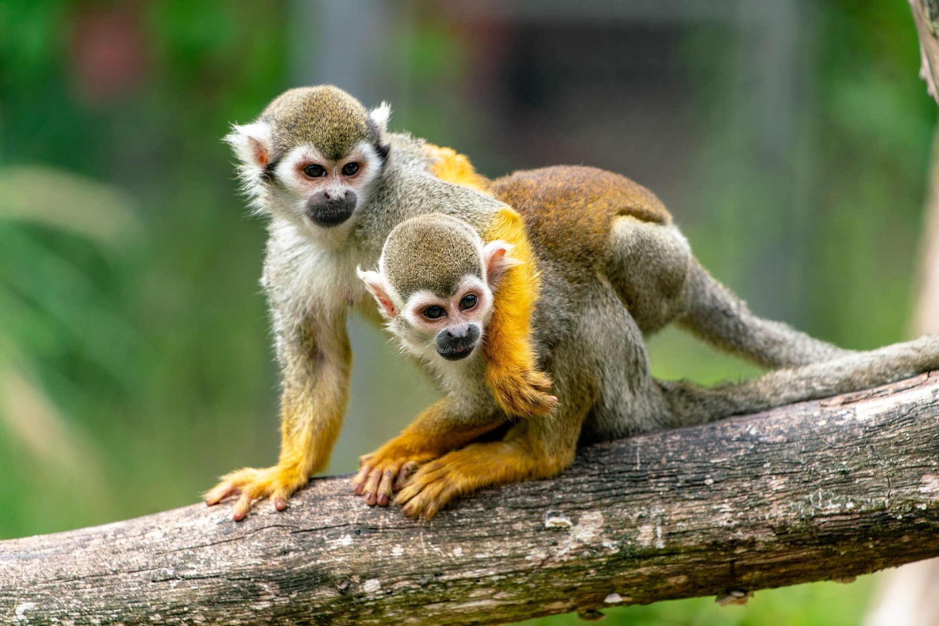 Download Branch Animal Squirrel Monkey 8k Ultra HD Wallpaper