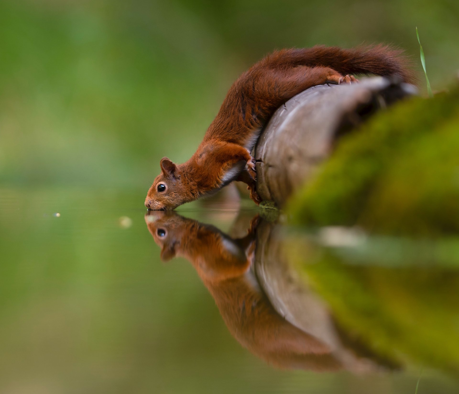 Download Rodent Reflection Water Animal Squirrel Hd Wallpaper