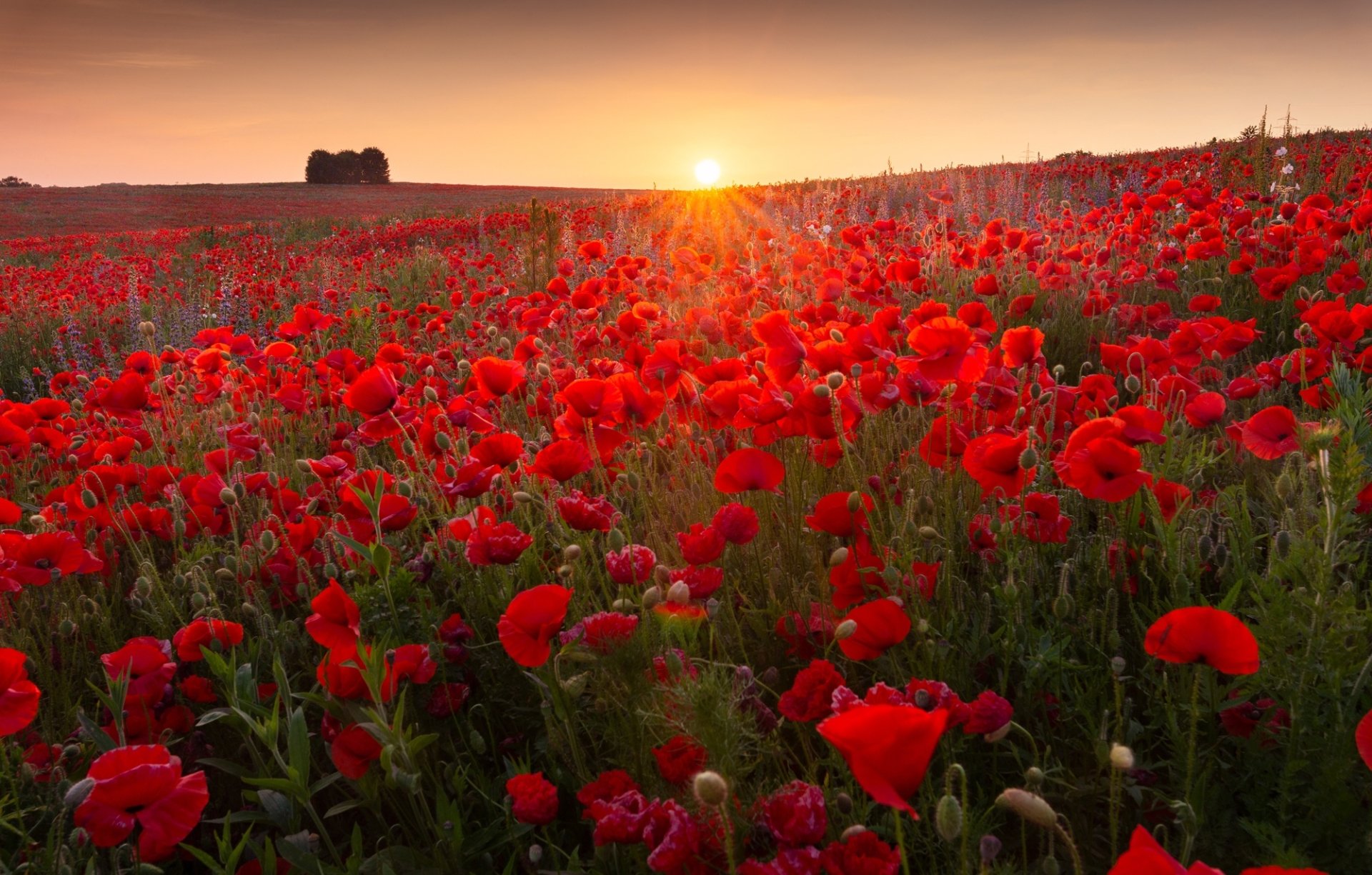 Download Sunrise Summer Red Flower Flower Nature Poppy HD Wallpaper