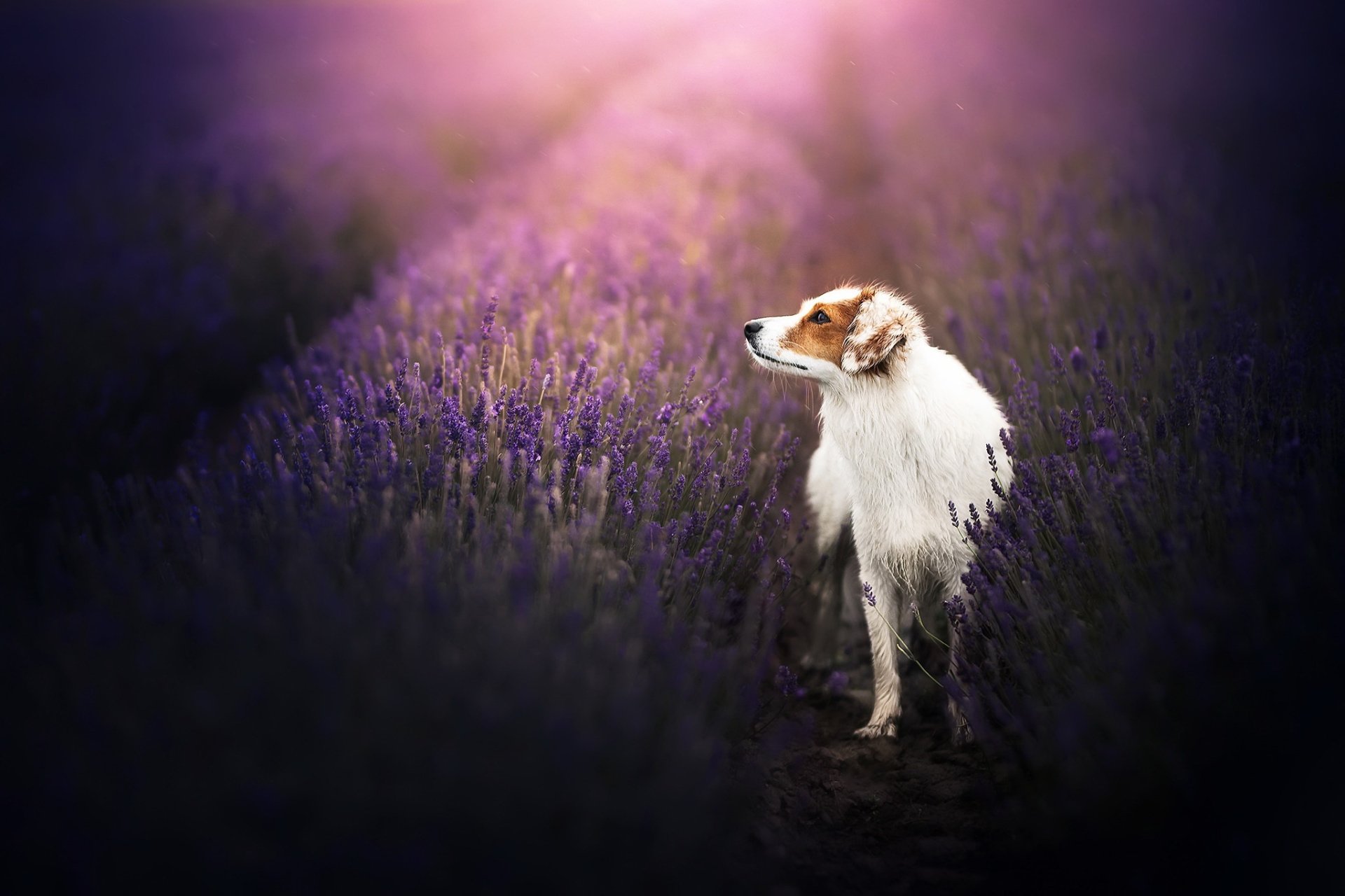 Download Depth Of Field Purple Flower Lavender Animal Dog HD Wallpaper ...