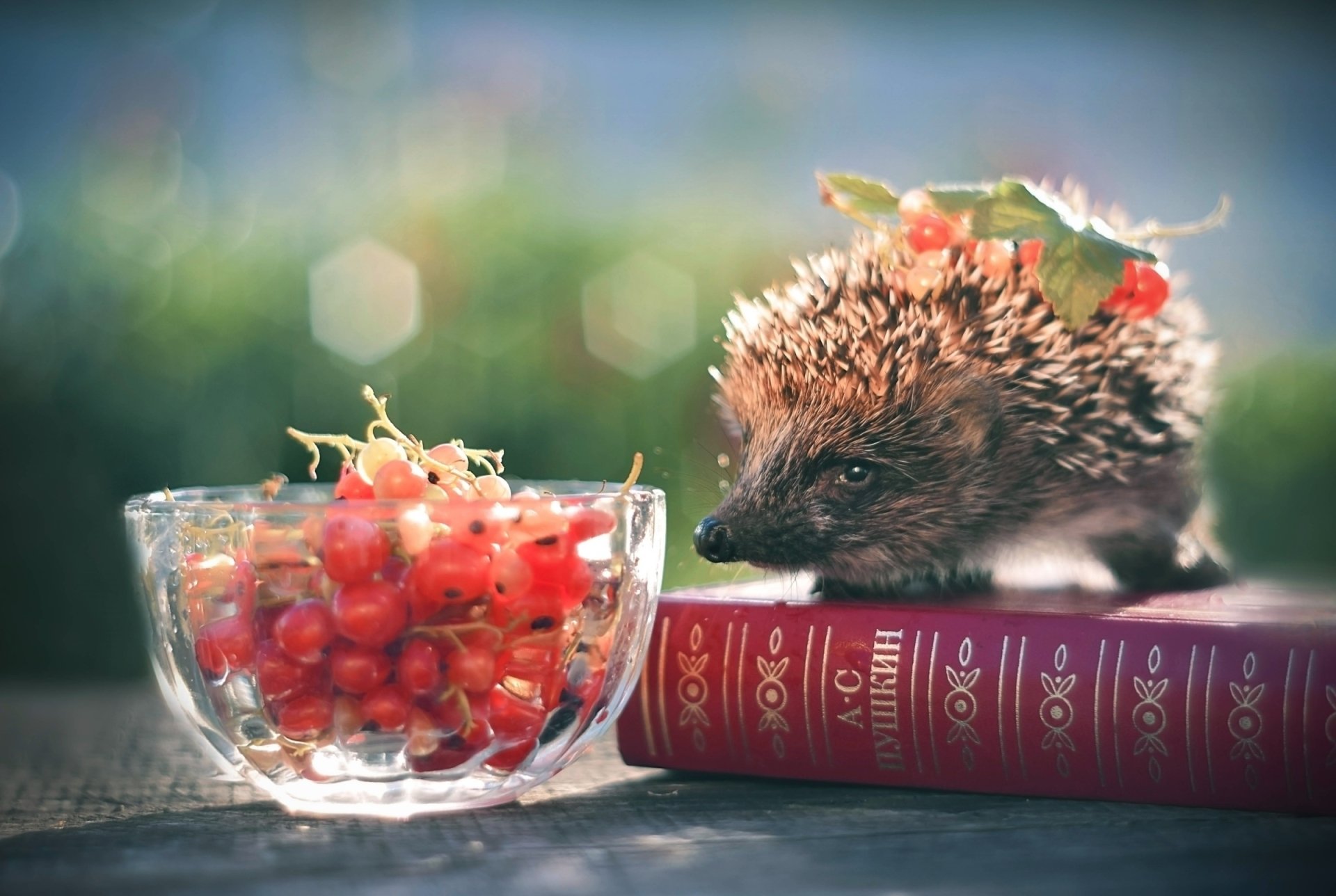 Download Currants Animal Hedgehog HD Wallpaper