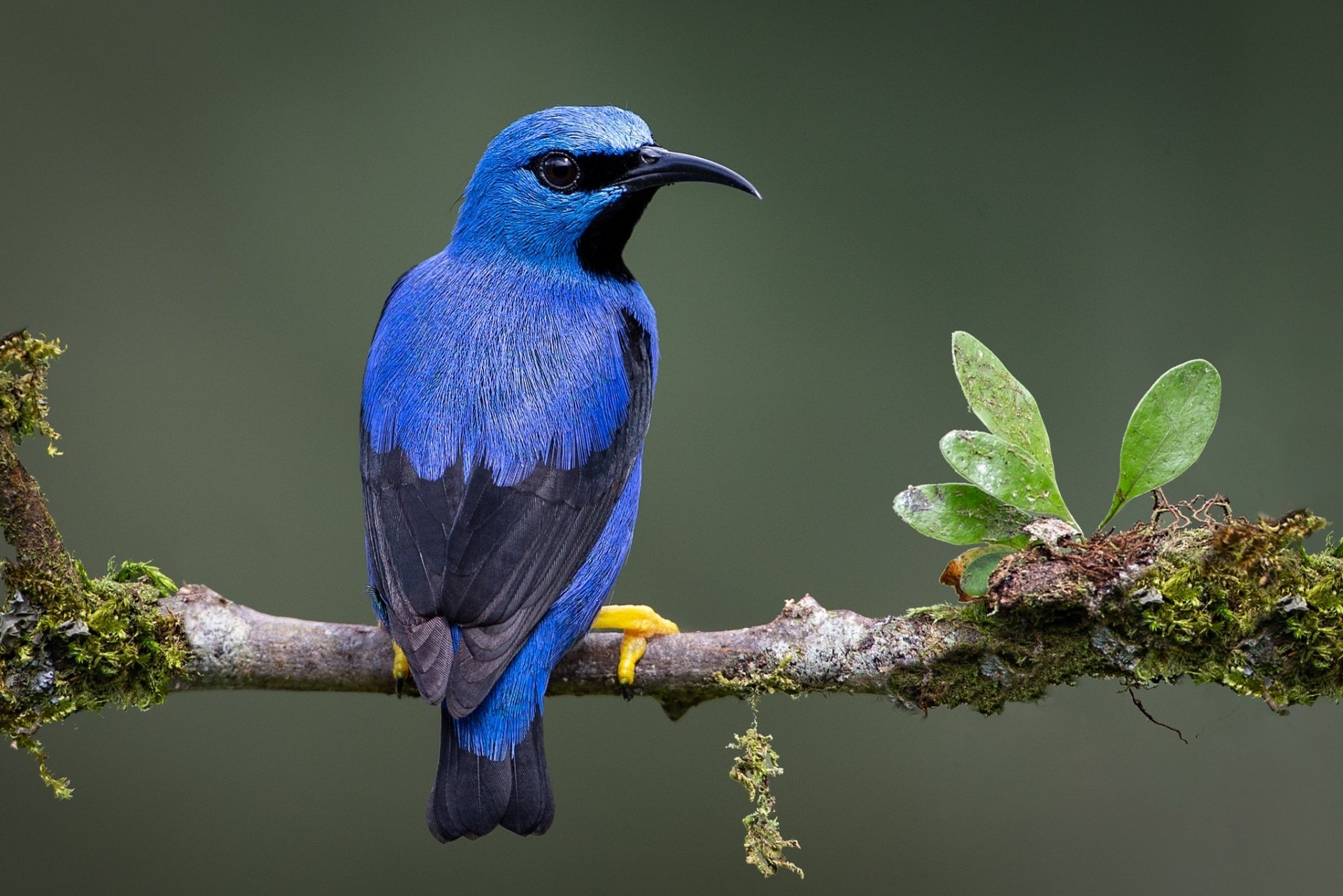Download Passerine Bird Animal Honeycreeper HD Wallpaper